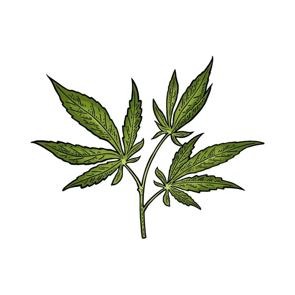 Marihuana s listem v květináči. Ročník rytý — Stockový vektor