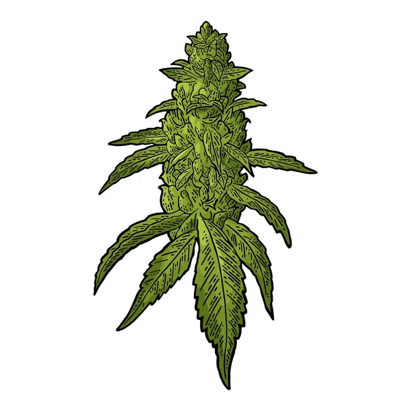 Zralá rostlina marihuany s listy a poupaty. Vektorová rytina ilustrace — Stockový vektor