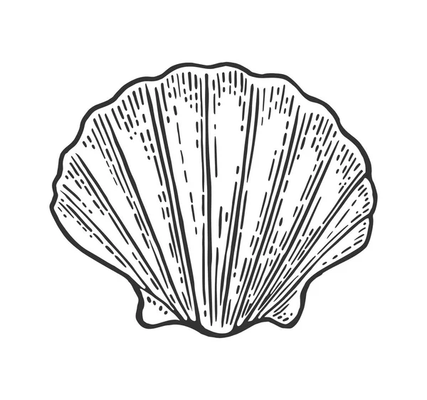 Морская раковина Скаллоп. Цветная гравировка винтажная иллюстрация. Изолированный на белом фоне . — стоковый вектор
