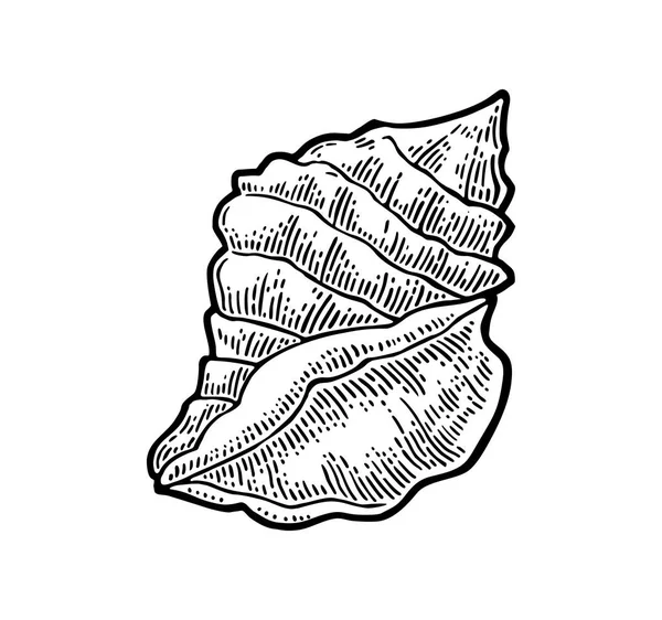 Морская раковина Цветная гравировка винтажная иллюстрация. Изолированный на белом фоне . — стоковый вектор