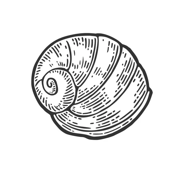 Concha do mar nautilus. Gravura a cores ilustração vintage. Isolado sobre fundo branco — Vetor de Stock