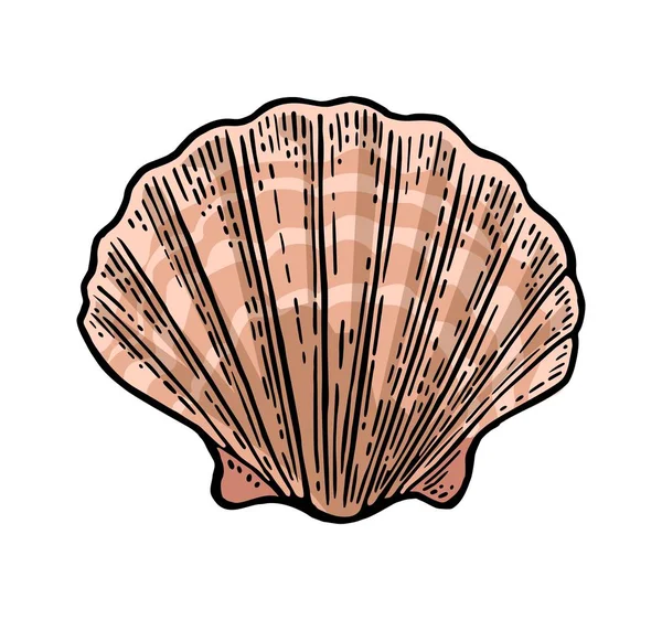 Sea shell pilgrimsmussla. Färg gravyr vintage illustration. Isolerad på vit bakgrund. — Stock vektor