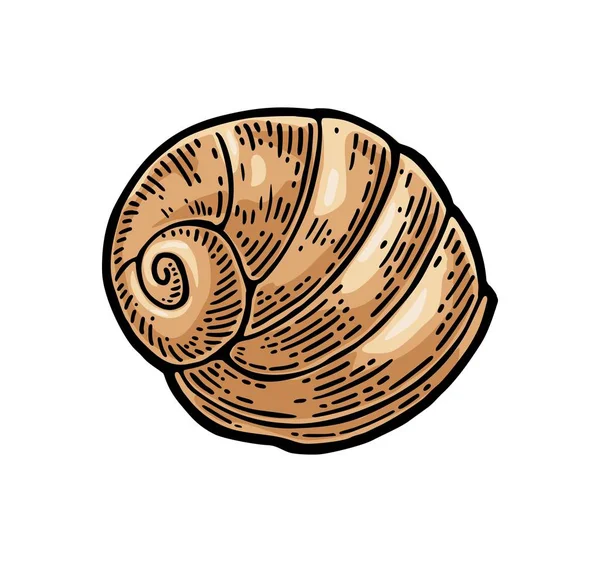 Guscio marino nautilus. Incisione a colori illustrazione vintage. Isolato su sfondo bianco — Vettoriale Stock