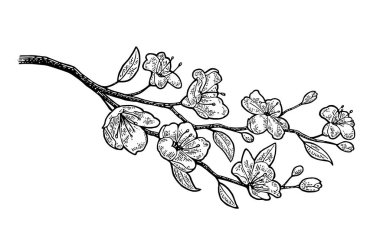 Sakura çiçeği. Kiraz dal çiçek ve bud. Düşen yaprakları.