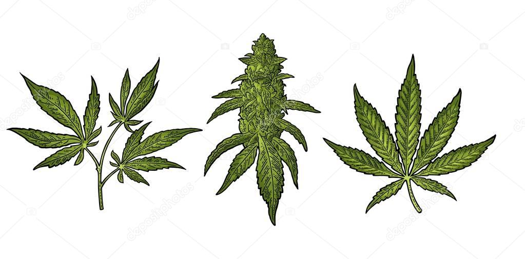Marijuana mature plant with leaves and buds. Vector engraving 