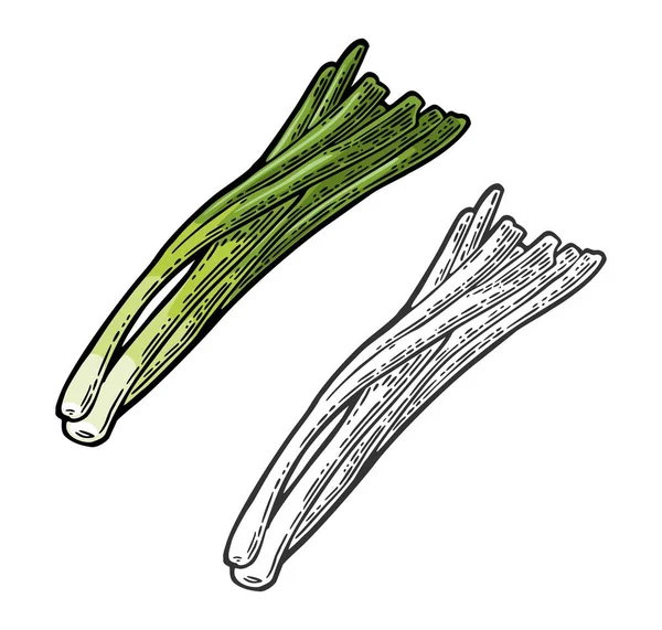 Svazek čerstvého celeru, cibule. Vektor černý vintage gravírování — Stockový vektor