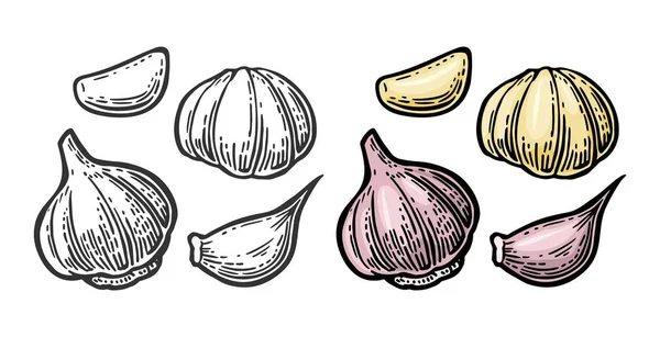 Knoblauch mit Scheiben isoliert auf weißem Hintergrund. Vektor Vintage Gravur Illustration für Menü, Web und Etikett — Stockvektor