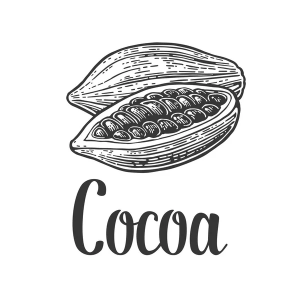 Frukter av kakaobönor. Vintage graverade vektorillustration — Stock vektor