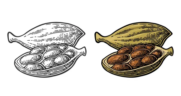 Especia de cardamomo con semilla. Vector vintage grabado — Archivo Imágenes Vectoriales