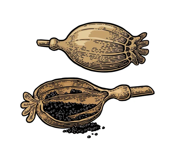Cabezas de amapola y semillas. Vector negro vintage grabado — Archivo Imágenes Vectoriales