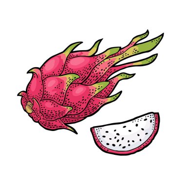 Dragon meyve bütün ve dilim. Vektör vintage oyma renk