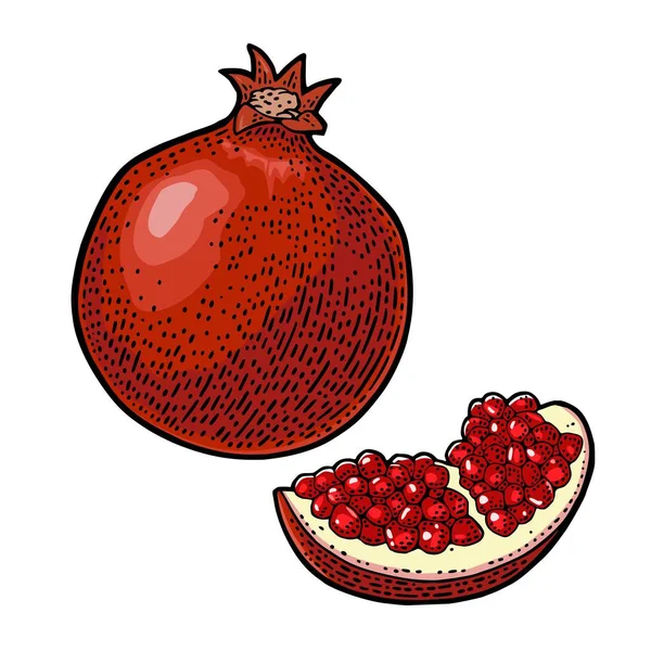 Fruta de granate entera y en rodajas con semillas. Grabado vectorial — Vector de stock