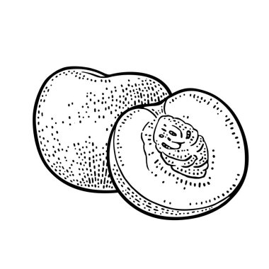 Bütün ve tohum ve yaprak yarım şeftali. Vektör vintage oyma renk