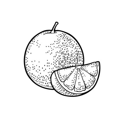 Bütün ve dilim portakal. Vektör renk vintage