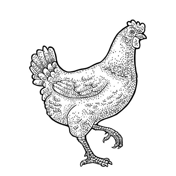 Pollo andante. Ilustración de grabado vectorial vintage para póster, web. Aislado sobre fondo blanco — Archivo Imágenes Vectoriales