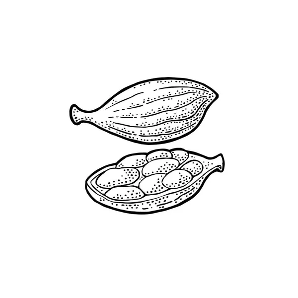 Cardamom fűszer maggal. Vektor évjárat metszet — Stock Vector