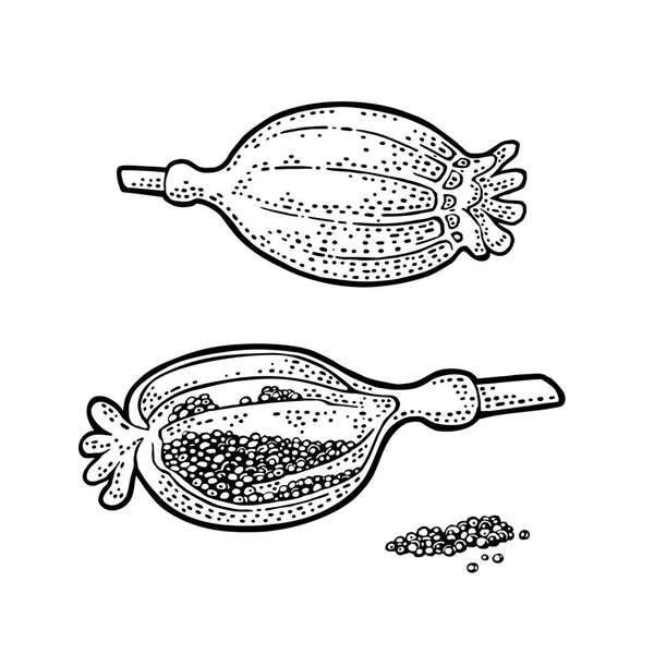 ポピーの頭と種子。刻まれたベクトル ブラック ビンテージ — ストックベクタ