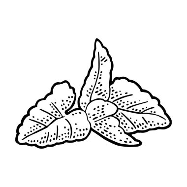 Melissa bırakır. Oyma vintage vektör siyah çizim.