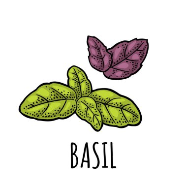 Taze fesleğen yaprağı. Vintage siyah illüstrasyon oyma.