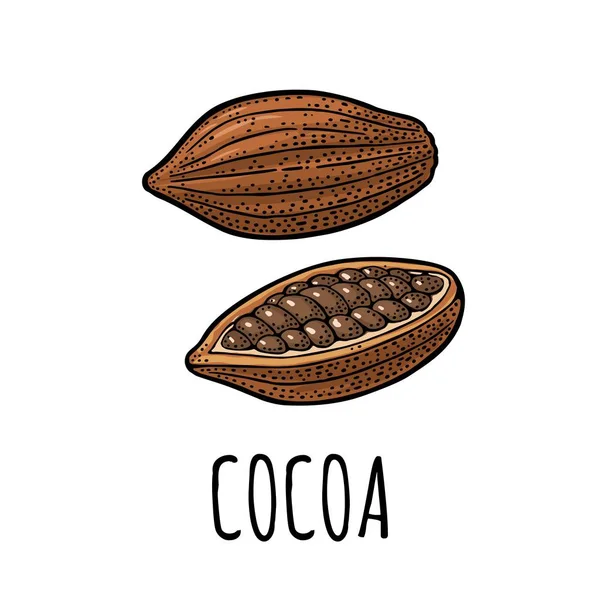 Какао. Векторна вінтажна гравірована ілюстрація — стоковий вектор