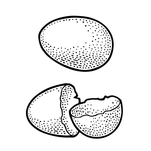 Zerbrochene Eierschale. Gravur-Illustration in Schwarz — Stockvektor