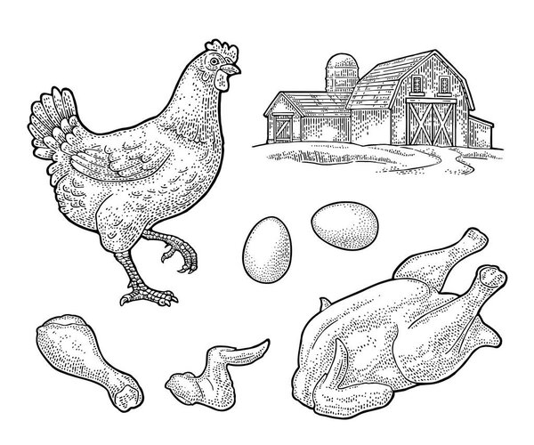 Set chicken. Whole hat, leg, wing, egg and farm. Vintage engraving