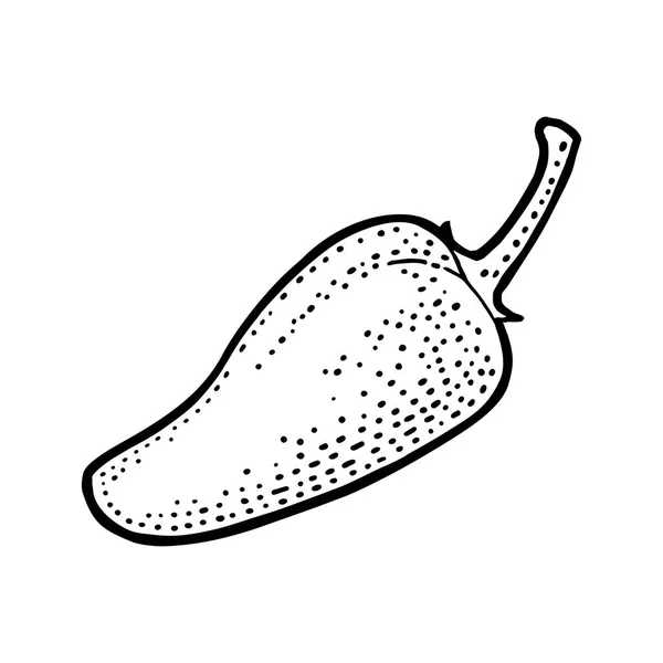 Jalapeño de pimienta entera. Grabado vectorial vintage — Vector de stock