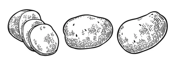전체 감자 그리고 조각입니다. 벡터 조각 빈티지 — 스톡 벡터