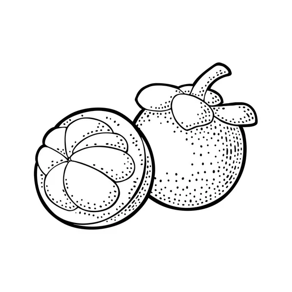 Hela och halva mangostan. Vector vintage gravyr — Stock vektor