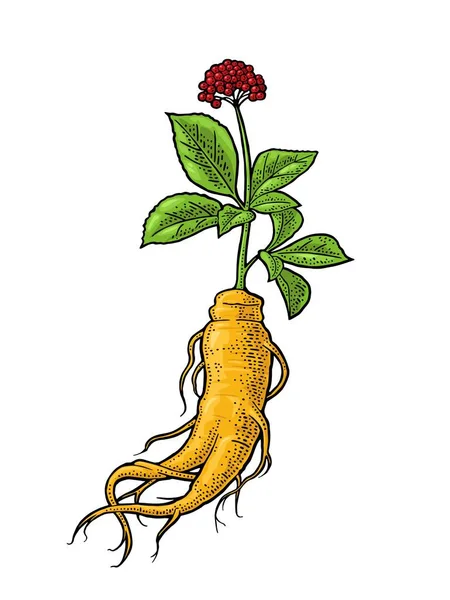 Wortel en bladeren panax ginseng. Vectorillustratie gravure zwart — Stockvector