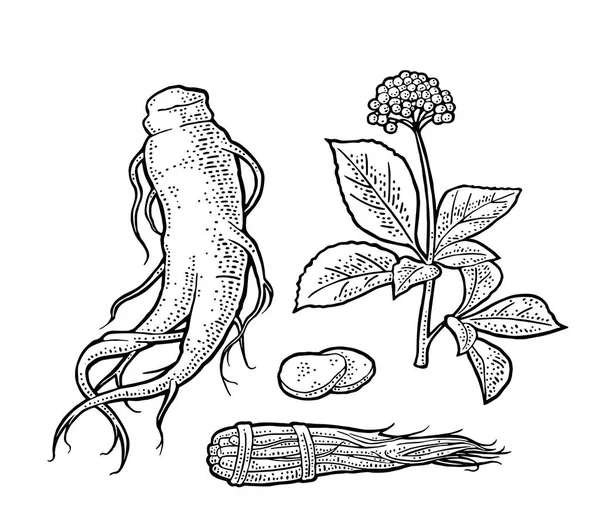 Racine et feuilles de ginseng panax. Gravure vectorielle illustration noire — Image vectorielle
