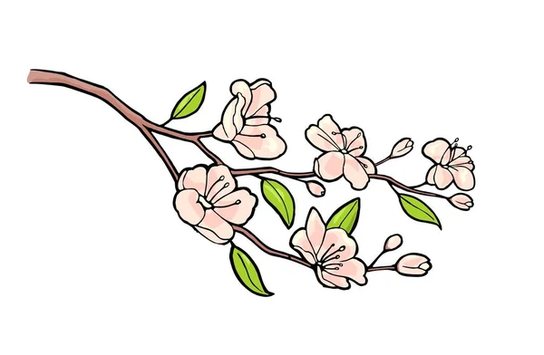 Sakura Blossom. Rama de cerezo con flores y brote. Pétalos cayendo . — Vector de stock