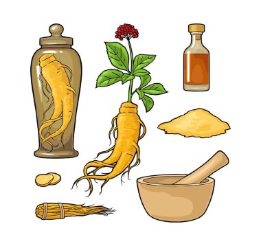 Panax ginseng kök ve yaprakları. Vektör oyma siyah çizim