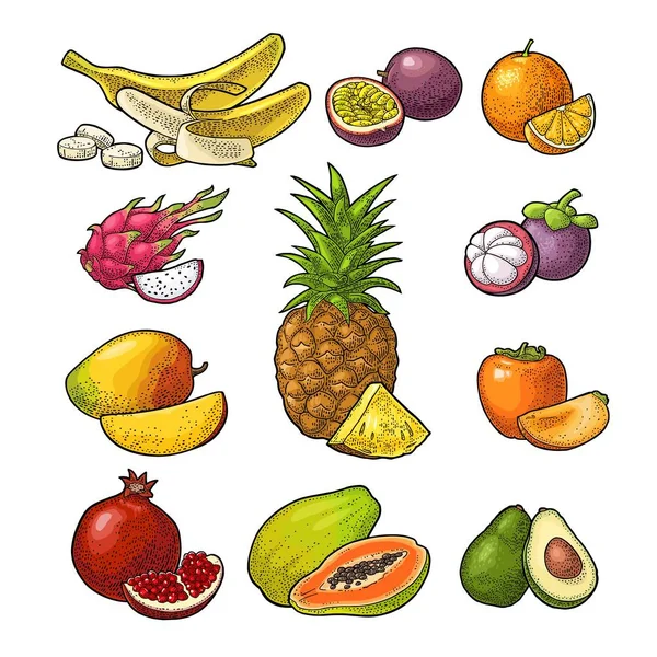 Mettre des fruits. Gravure vintage couleur vectorielle dessinée à la main — Image vectorielle