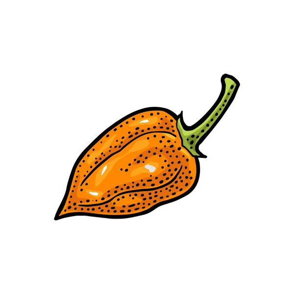 Habanero de pimienta entera. Grabado vectorial vintage — Vector de stock