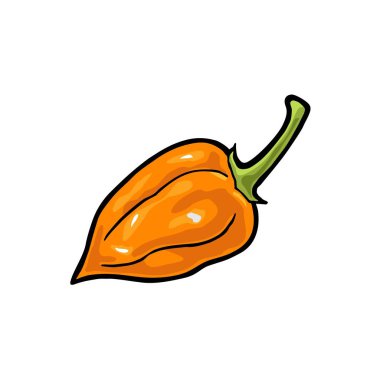 Whole pepper habanero. Vector vintage engraving clipart