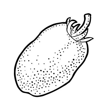 Bütün oval domates. Vektör illüstrasyon izole beyaz zemin üzerine kazınmış.