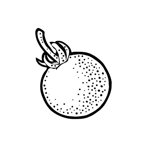 Hela tomat. Vector ingraverad illustration isolerade på vit bakgrund. — Stock vektor