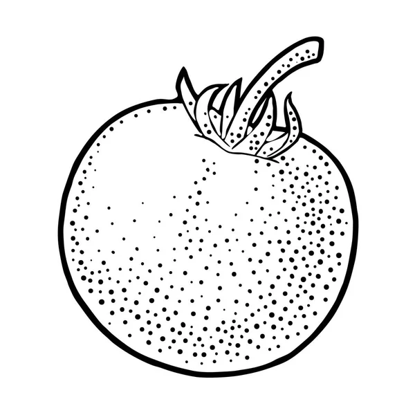 整个西红柿。在白色背景上隔离的矢量雕刻插图. — 图库矢量图片
