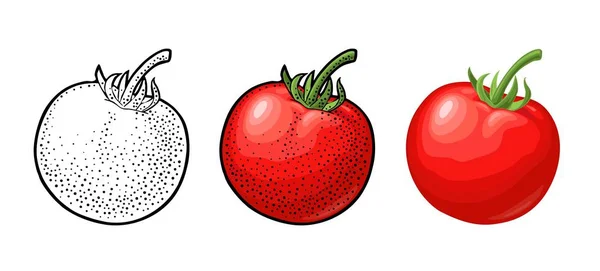 Tomate inteiro. Ilustração gravada em vetor e plana isolada sobre branco — Vetor de Stock