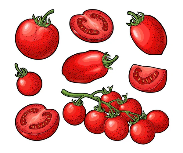Uppsättning av handritad tomater. Gren, hela och skiva. — Stock vektor