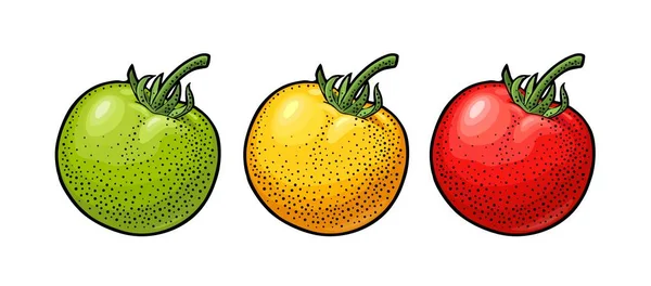 Tomate inteiro. Ilustração gravada em vetor isolada sobre fundo branco . — Vetor de Stock