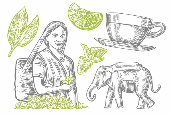 Recolectora de té, hojas de té, taza, elefante. Vector grabado vintage aislado ilustración para etiqueta, cartel, web — Vector de stock