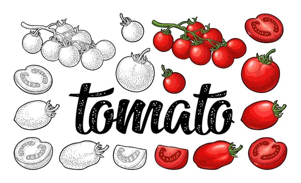 Handgezogene Tomaten. Ast, ganz und Scheibe. — Stockvektor