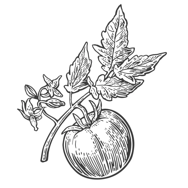 Bando de tomate com folha. Ilustração gravada em vetor isolada sobre fundo branco . — Vetor de Stock