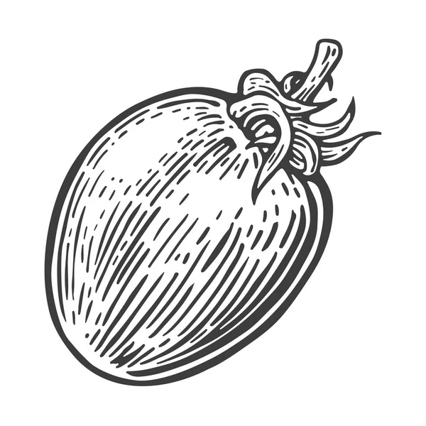 Pomodoro single. Illustrazione vettoriale incisa isolata su sfondo bianco . — Vettoriale Stock