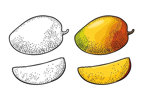 Mango entero y rebanado. Vector de color vintage — Vector de stock