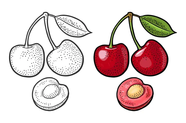 Bütün ve yaprak yarım kiraz berry. Vektör oyma — Stok Vektör