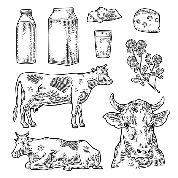 Establezca la granja Milk. Cabeza de vaca, trébol, caja de cartón, vidrio y botella . — Archivo Imágenes Vectoriales