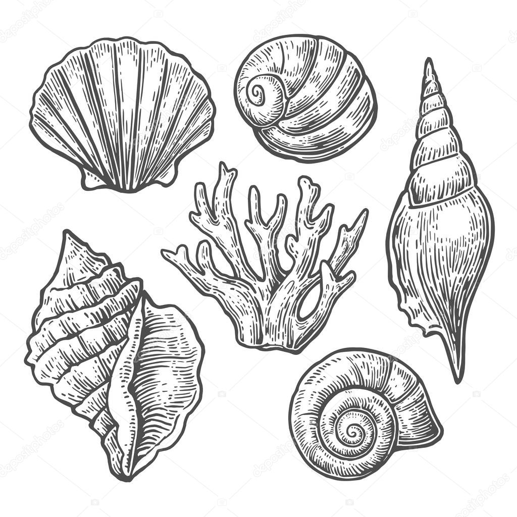 Sea shell. Set black engraving vintage illustrations. Isolated on  white background